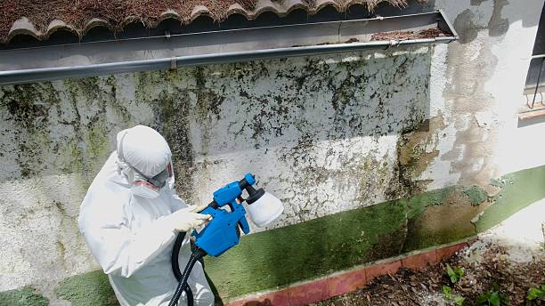 Mold Remediation service in Newton Upper Falls, Newton Upper Falls, MA